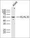 Interferon Regulatory Factor 2 Binding Protein 2 antibody, orb184383, Biorbyt, Western Blot image 