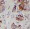 DVL1 antibody, FNab09841, FineTest, Immunohistochemistry frozen image 