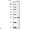 Inhibitor Of Nuclear Factor Kappa B Kinase Subunit Beta antibody, LS-C812801, Lifespan Biosciences, Western Blot image 