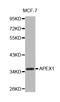 Apurinic/Apyrimidinic Endodeoxyribonuclease 1 antibody, abx125013, Abbexa, Western Blot image 