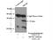 TruB Pseudouridine Synthase Family Member 1 antibody, 12520-1-AP, Proteintech Group, Immunoprecipitation image 