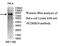 Protocadherin Beta 10 antibody, MBS416570, MyBioSource, Western Blot image 