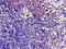 C-C Motif Chemokine Receptor 7 antibody, LS-C669816, Lifespan Biosciences, Immunocytochemistry image 