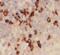 Immunoglobulin Heavy Constant Gamma 4 (G4m Marker) antibody, FNab09911, FineTest, Immunohistochemistry frozen image 