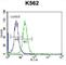 Follicle Stimulating Hormone Subunit Beta antibody, abx027177, Abbexa, Western Blot image 