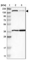 Sterile Alpha Motif Domain Containing 9 antibody, NBP1-91245, Novus Biologicals, Immunohistochemistry frozen image 