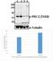 Protein Kinase C Zeta antibody, GTX66730, GeneTex, Western Blot image 