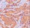 Protein Kinase C Alpha antibody, AF5340, R&D Systems, Immunohistochemistry paraffin image 