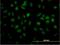 Target Of EGR1, Exonuclease antibody, H00114034-M03, Novus Biologicals, Immunofluorescence image 