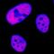 Minichromosome Maintenance Complex Component 7 antibody, MAB92171, Novus Biologicals, Immunocytochemistry image 