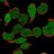 SPINK1 antibody, HPA044653, Atlas Antibodies, Immunofluorescence image 