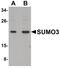 Small Ubiquitin Like Modifier 3 antibody, PA5-20960, Invitrogen Antibodies, Western Blot image 