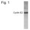 Cyclin E2 antibody, PA1-4122, Invitrogen Antibodies, Western Blot image 