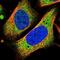 Aminoacyl tRNA synthase complex-interacting multifunctional protein 1 antibody, NBP1-84851, Novus Biologicals, Immunocytochemistry image 