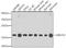 Ubiquitin Conjugating Enzyme E2 V2 antibody, A6998, ABclonal Technology, Western Blot image 