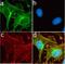 Neural Cell Adhesion Molecule 1 antibody, 701379, Invitrogen Antibodies, Immunofluorescence image 