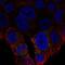 Mitochondrial uncoupling protein 2 antibody, NBP2-69001, Novus Biologicals, Immunofluorescence image 