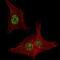 Fibroblast Growth Factor Receptor 4 antibody, PA5-14656, Invitrogen Antibodies, Immunofluorescence image 
