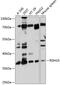 Retinol Dehydrogenase 10 antibody, 14-272, ProSci, Western Blot image 