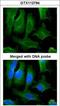 Fibronectin 1 antibody, GTX112794, GeneTex, Immunocytochemistry image 