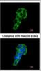 Polymeric Immunoglobulin Receptor antibody, NBP1-32897, Novus Biologicals, Immunocytochemistry image 