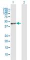 Pseudouridine Synthase 1 antibody, H00080324-D01P, Novus Biologicals, Western Blot image 