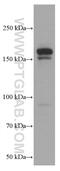 Euchromatic Histone Lysine Methyltransferase 2 antibody, 66689-1-Ig, Proteintech Group, Western Blot image 