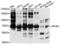 RIC8 Guanine Nucleotide Exchange Factor A antibody, PA5-76572, Invitrogen Antibodies, Western Blot image 