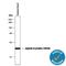 Crystallin Alpha B antibody, MAB4849, R&D Systems, Western Blot image 