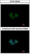 Kelch Like Family Member 25 antibody, GTX118140, GeneTex, Immunofluorescence image 