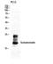 Somatostatin antibody, GTX34229, GeneTex, Western Blot image 