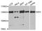 XPC Complex Subunit, DNA Damage Recognition And Repair Factor antibody, orb374070, Biorbyt, Western Blot image 