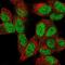 Polycomb Group Ring Finger 2 antibody, NBP2-56458, Novus Biologicals, Immunofluorescence image 