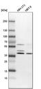 NAD Kinase 2, Mitochondrial antibody, PA5-58359, Invitrogen Antibodies, Western Blot image 