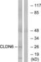 Claudin 6 antibody, LS-C826950, Lifespan Biosciences, Western Blot image 