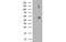 Tubulin Beta 4A Class IVa antibody, MBS832025, MyBioSource, Western Blot image 