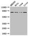 MutL Homolog 1 antibody, LS-C678660, Lifespan Biosciences, Western Blot image 