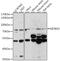 Kelch Repeat And BTB Domain Containing 3 antibody, 16-472, ProSci, Western Blot image 