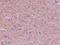 Leucine Zipper Tumor Suppressor Family Member 3 antibody, NBP1-77369, Novus Biologicals, Immunohistochemistry frozen image 