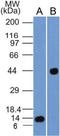 Cellular Communication Network Factor 1 antibody, NBP2-36490, Novus Biologicals, Western Blot image 