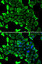 Myosin Heavy Chain 1 antibody, MBS129800, MyBioSource, Immunofluorescence image 