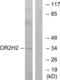 Olfactory Receptor Family 2 Subfamily H Member 2 antibody, abx015415, Abbexa, Western Blot image 