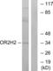 Olfactory receptor 2H2 antibody, abx015415, Abbexa, Western Blot image 