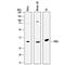 Pyrophosphatase (Inorganic) 1 antibody, MAB6557, R&D Systems, Western Blot image 