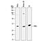 Pyrophosphatase (Inorganic) 1 antibody, MAB6557, R&D Systems, Western Blot image 