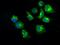 Protein Kinase, Membrane Associated Tyrosine/Threonine 1 antibody, GTX83875, GeneTex, Immunofluorescence image 