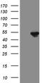 FOXP3 antibody, LS-C792498, Lifespan Biosciences, Western Blot image 