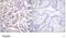 Heterogeneous Nuclear Ribonucleoprotein D antibody, ab61193, Abcam, Immunohistochemistry paraffin image 