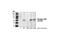 Serine/Threonine Kinase 11 antibody, 3054S, Cell Signaling Technology, Western Blot image 