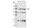 Toll Like Receptor 7 antibody, 2633S, Cell Signaling Technology, Western Blot image 